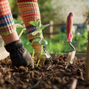 Nothing-Beets-Fall-Gardening1